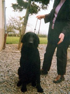 bodyguard4