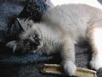 chatgris71
