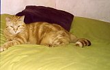 simba_chat